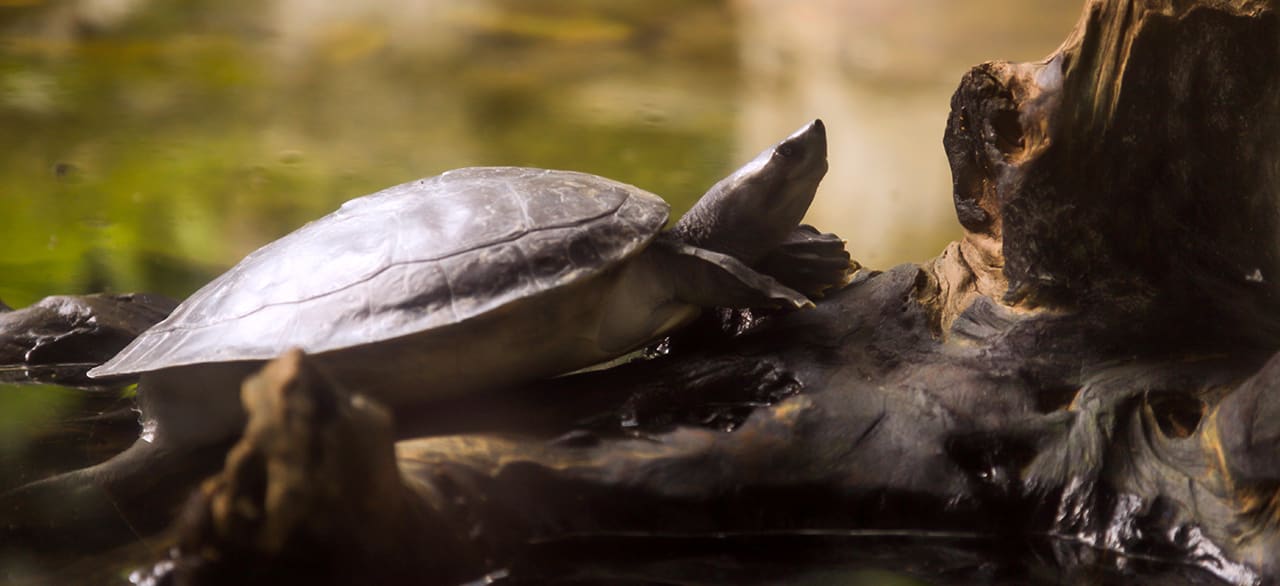 Avian Vet and Exotic Pet Vet in North Boulder