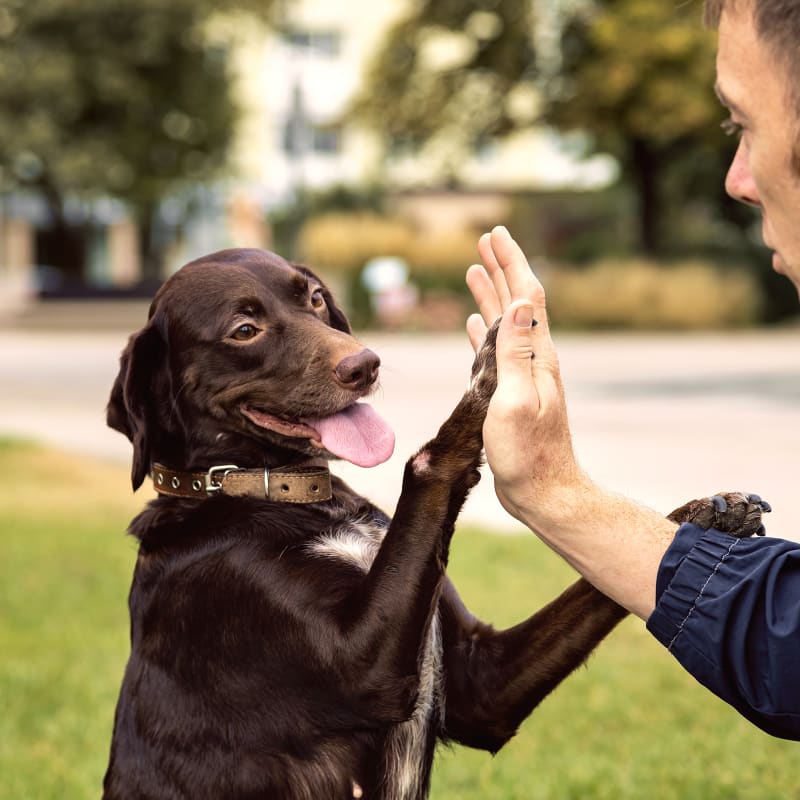 Behavior Training for Cats & Dogs, North Boulder Vet