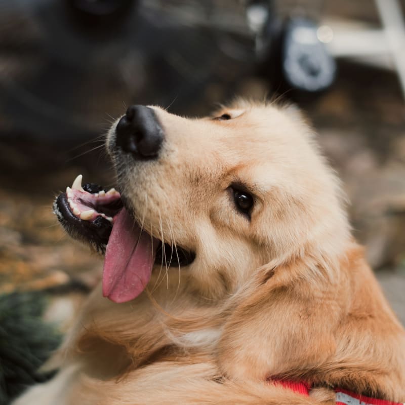 Veterinary dentistry in North Boulder