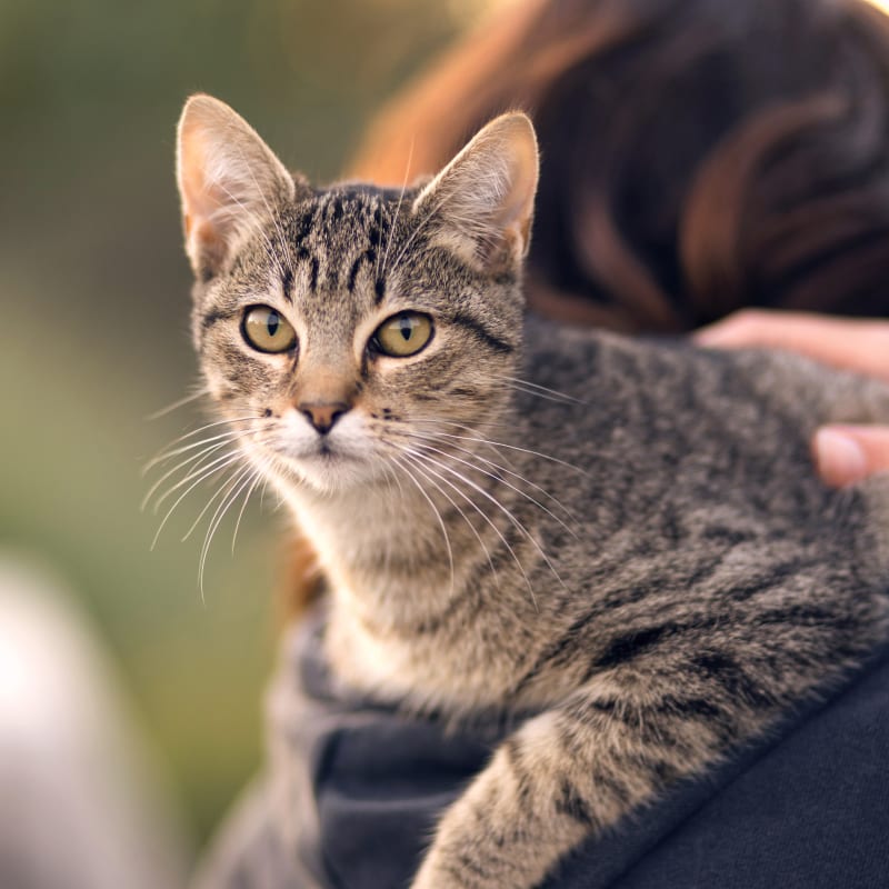 Grief Counselling, North Boulder Vet