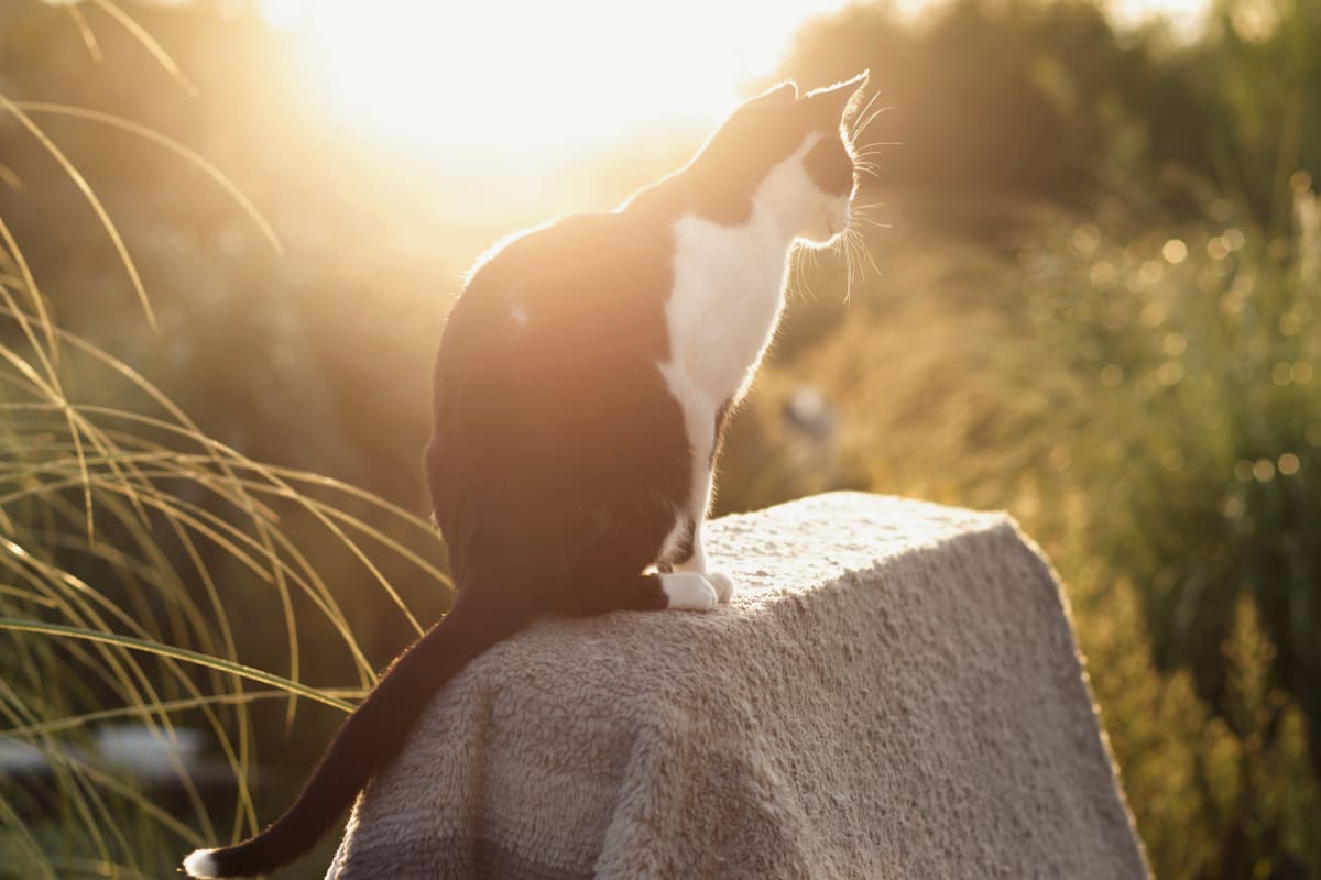 Geriatric Care for Cats at North Boulder Companion Animal Hospital