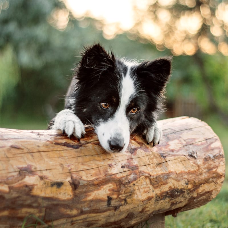 Orthopedic Surgery,  North Boulder