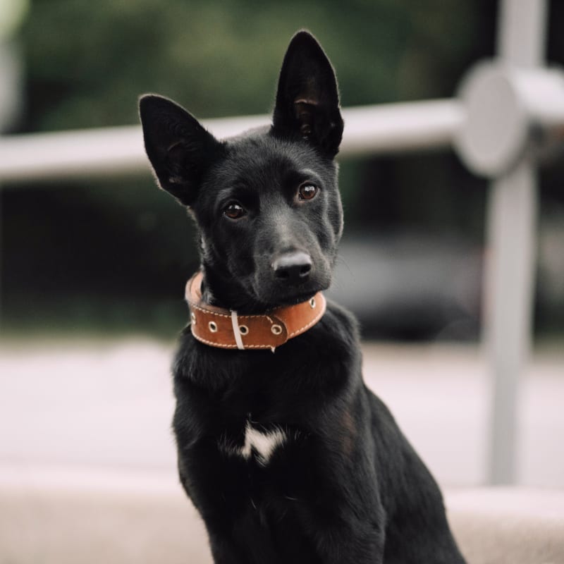 Puppy Kitten Vet In North Boulder