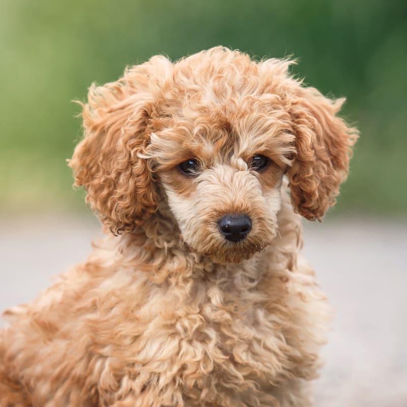 Cat and Dog Spaying & Neutering, North Boulder Veterinarians